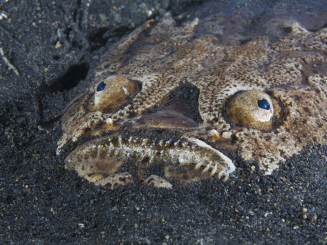Sand stargazer