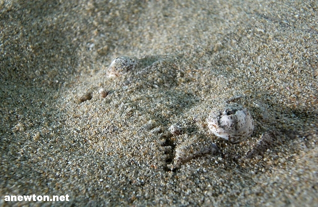 Pretty Sand stargazer