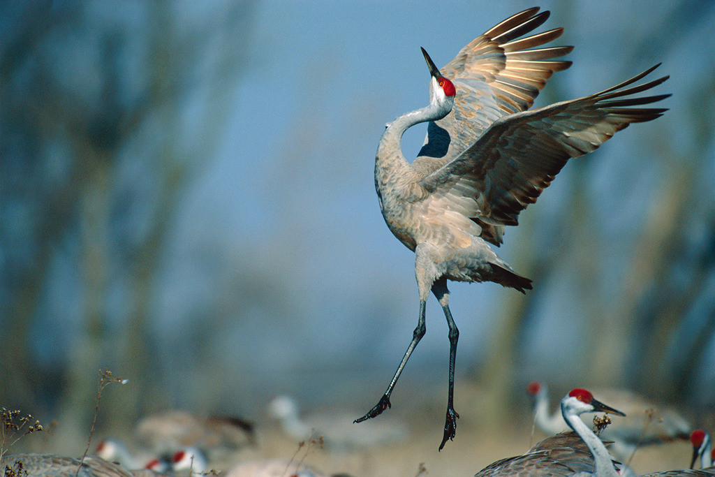 Sandhill crane