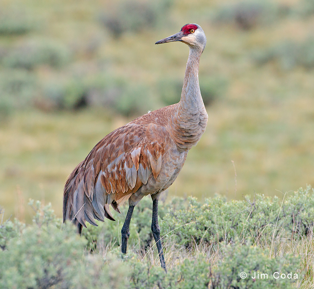 Pretty Sandhill crane