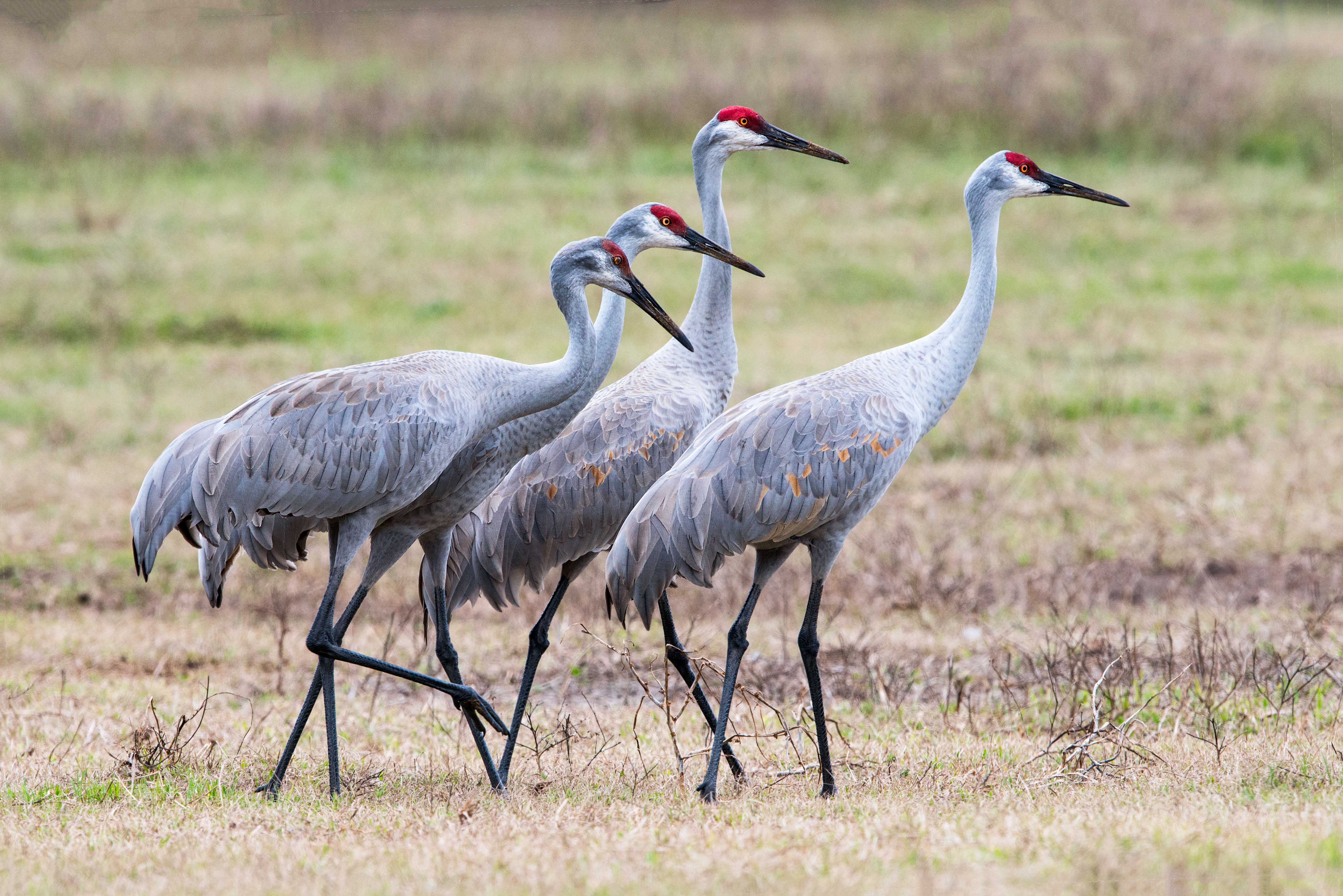 Pretty Sandhill crane