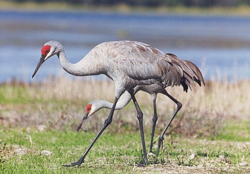 Pretty Sandhill crane