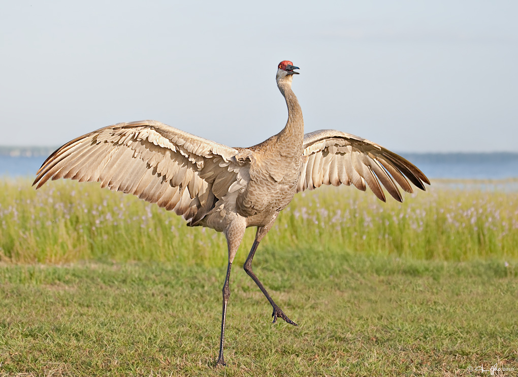 Pretty Sandhill crane