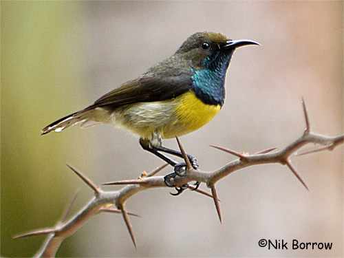 Pretty Sao Tome sunbird