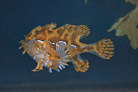 Sargassumfish