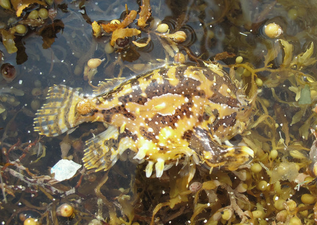 Pretty Sargassumfish