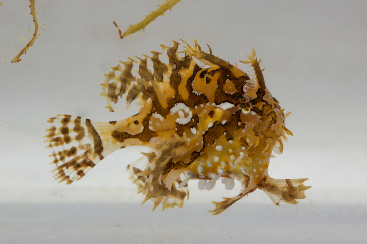 Pretty Sargassumfish