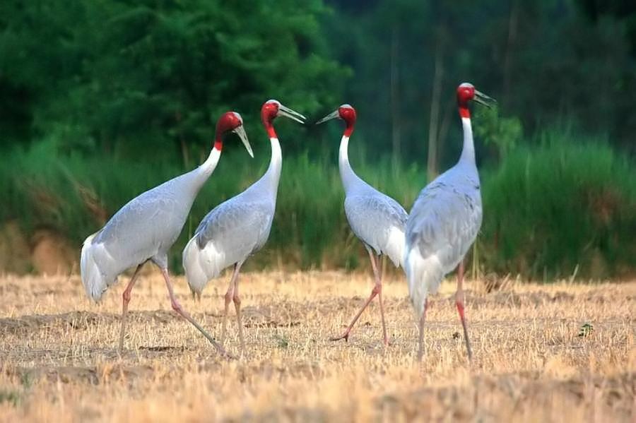Pretty Sarus crane