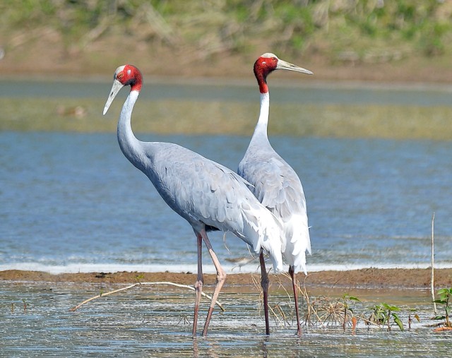Pretty Sarus crane