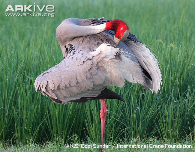 Pretty Sarus crane