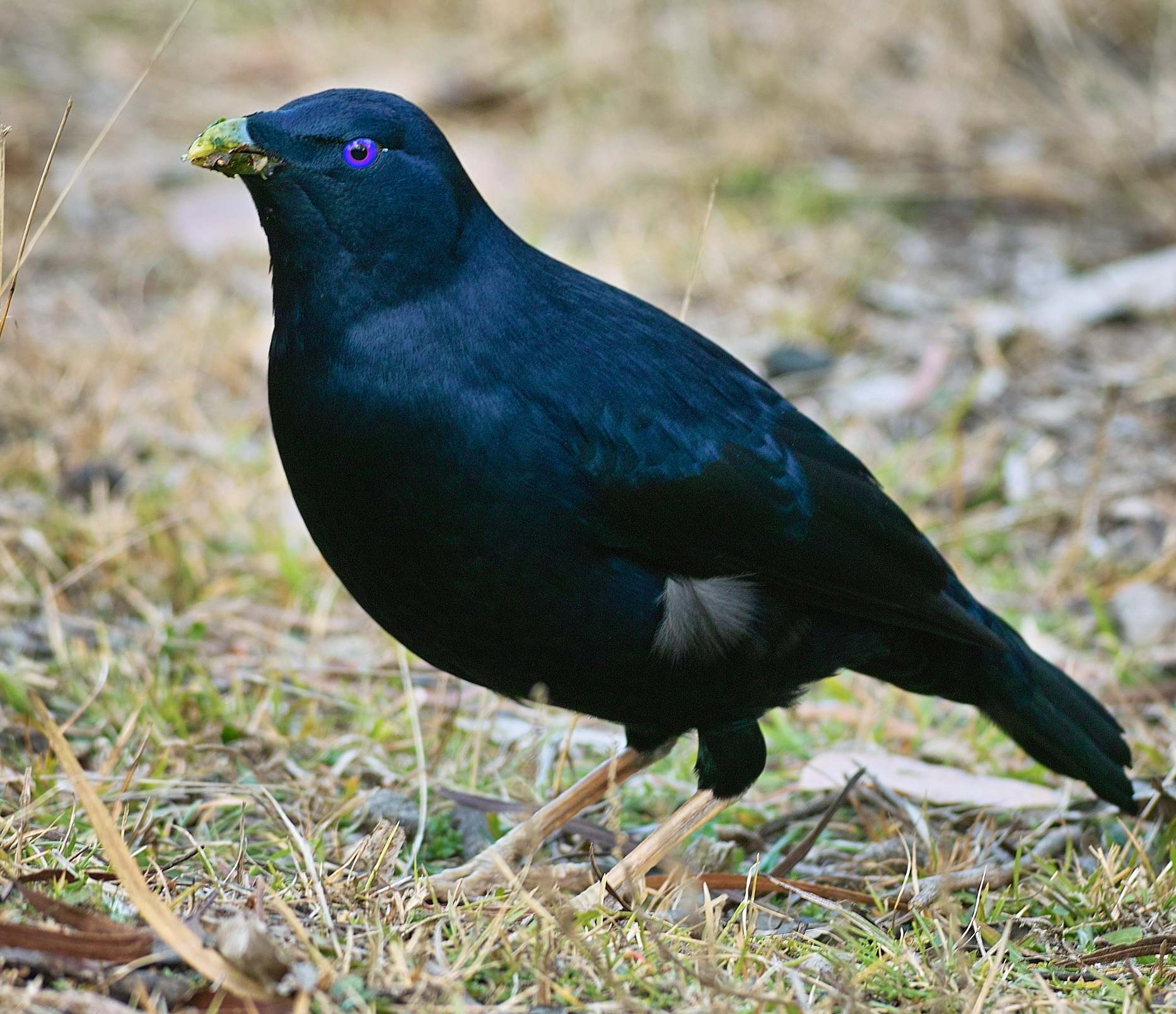 Satin bowerbird