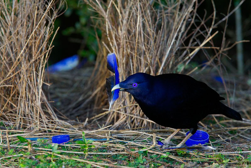 Pretty Satin bowerbird