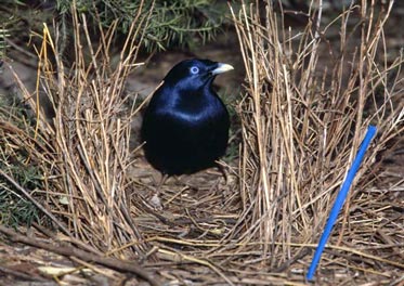 Pretty Satin bowerbird