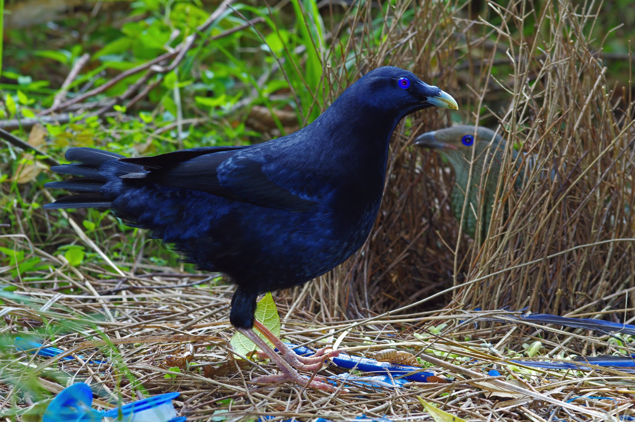 Pretty Satin bowerbird