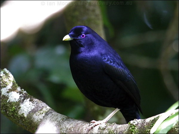 Pretty Satin bowerbird