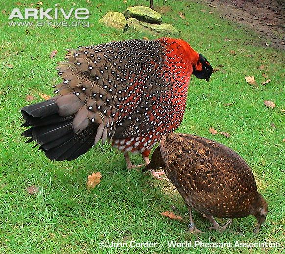 Satyr tragopan