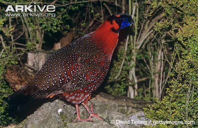 Pretty Satyr tragopan