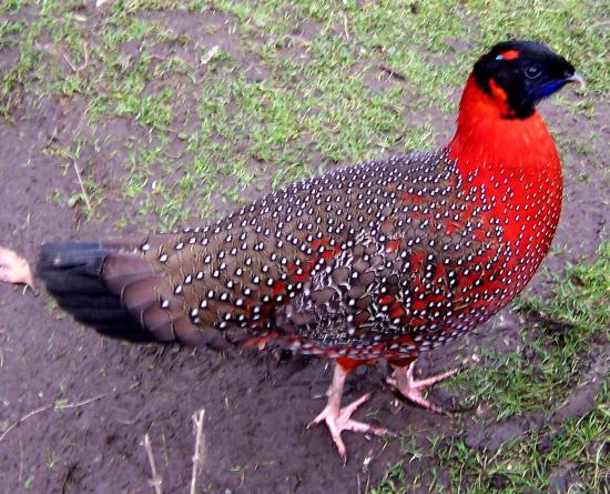 Pretty Satyr tragopan