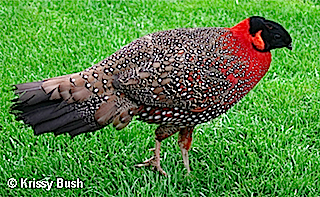 Pretty Satyr tragopan