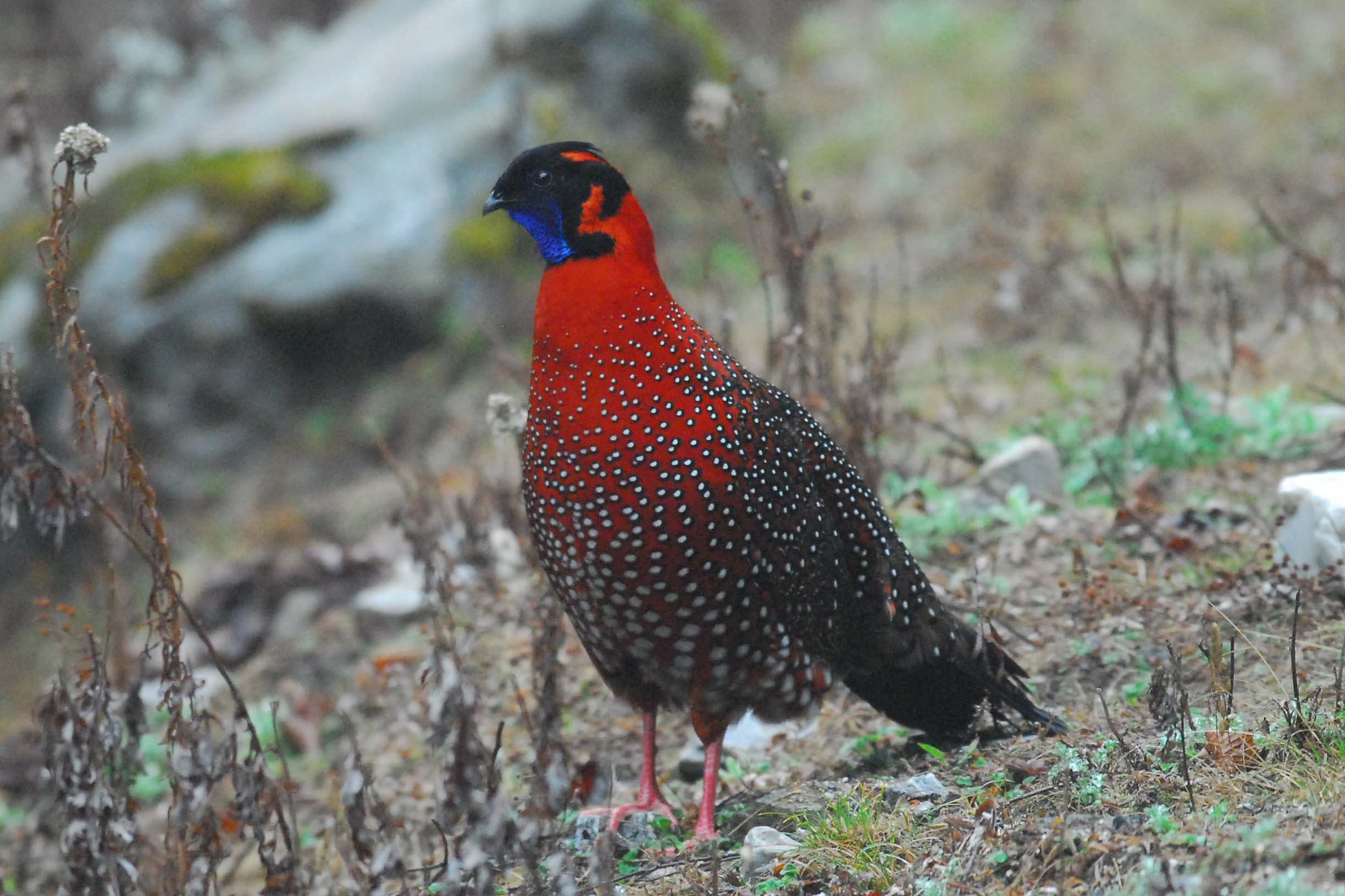 Pretty Satyr tragopan