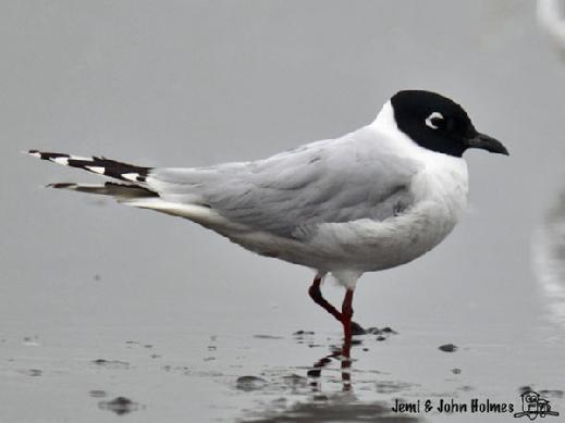 Saunder’s gull