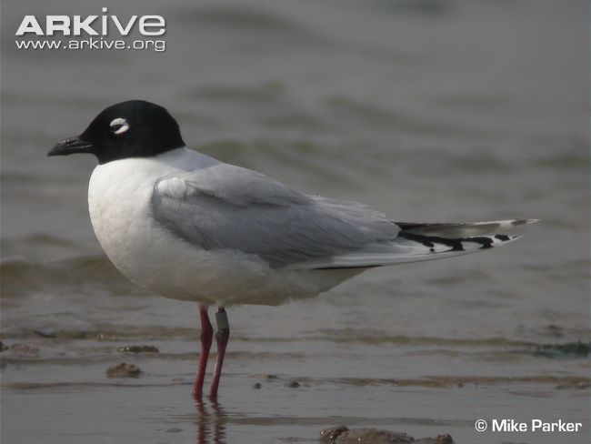 Pretty Saunder’s gull
