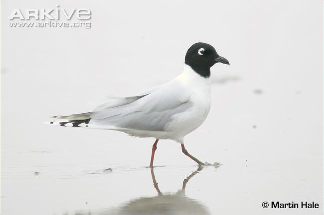 Pretty Saunder’s gull