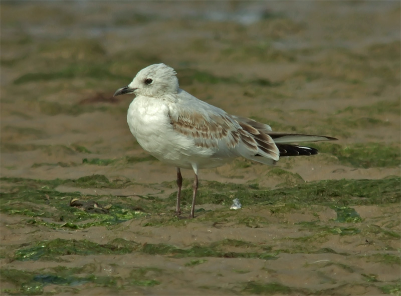 Pretty Saunder’s gull