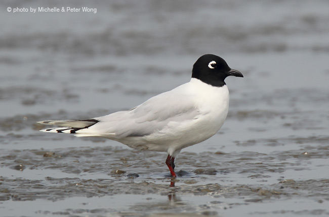 Pretty Saunder’s gull