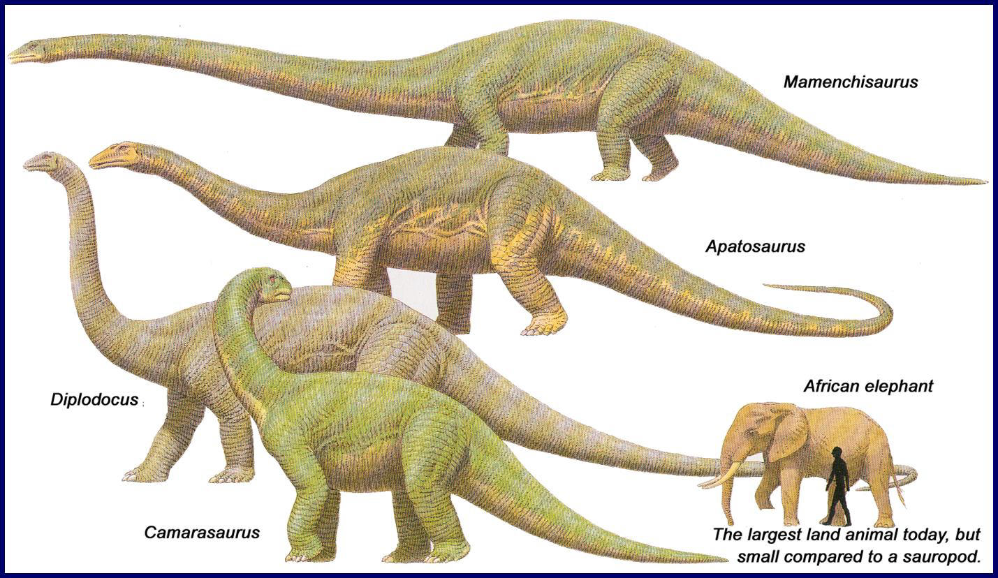 Photo Sauropod