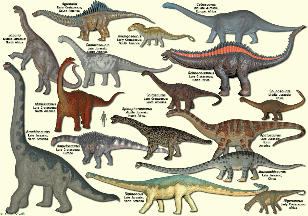 Sauropod photo 