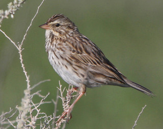 Savannah sparrow