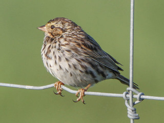 Pretty Savannah sparrow