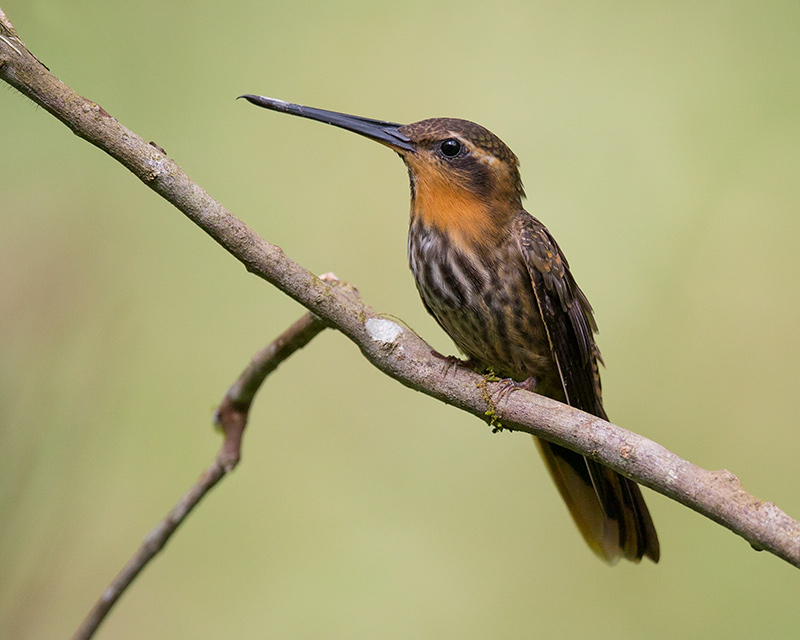 Saw-billed hermit