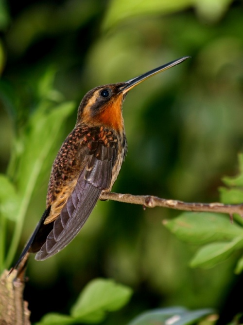 Pretty Saw-billed hermit