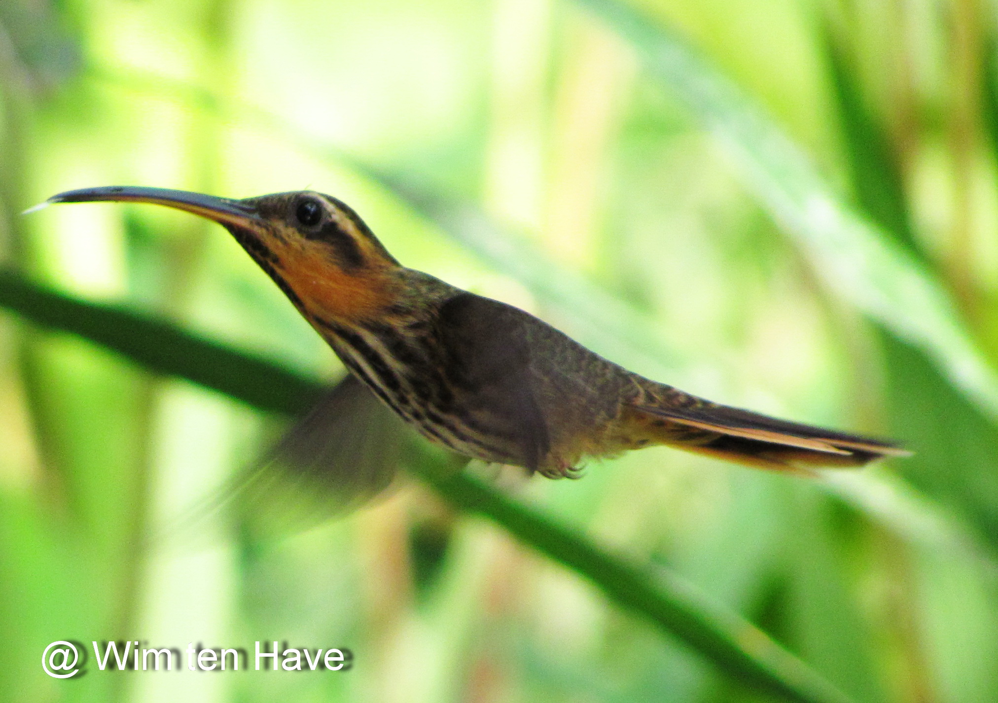 Pretty Saw-billed hermit