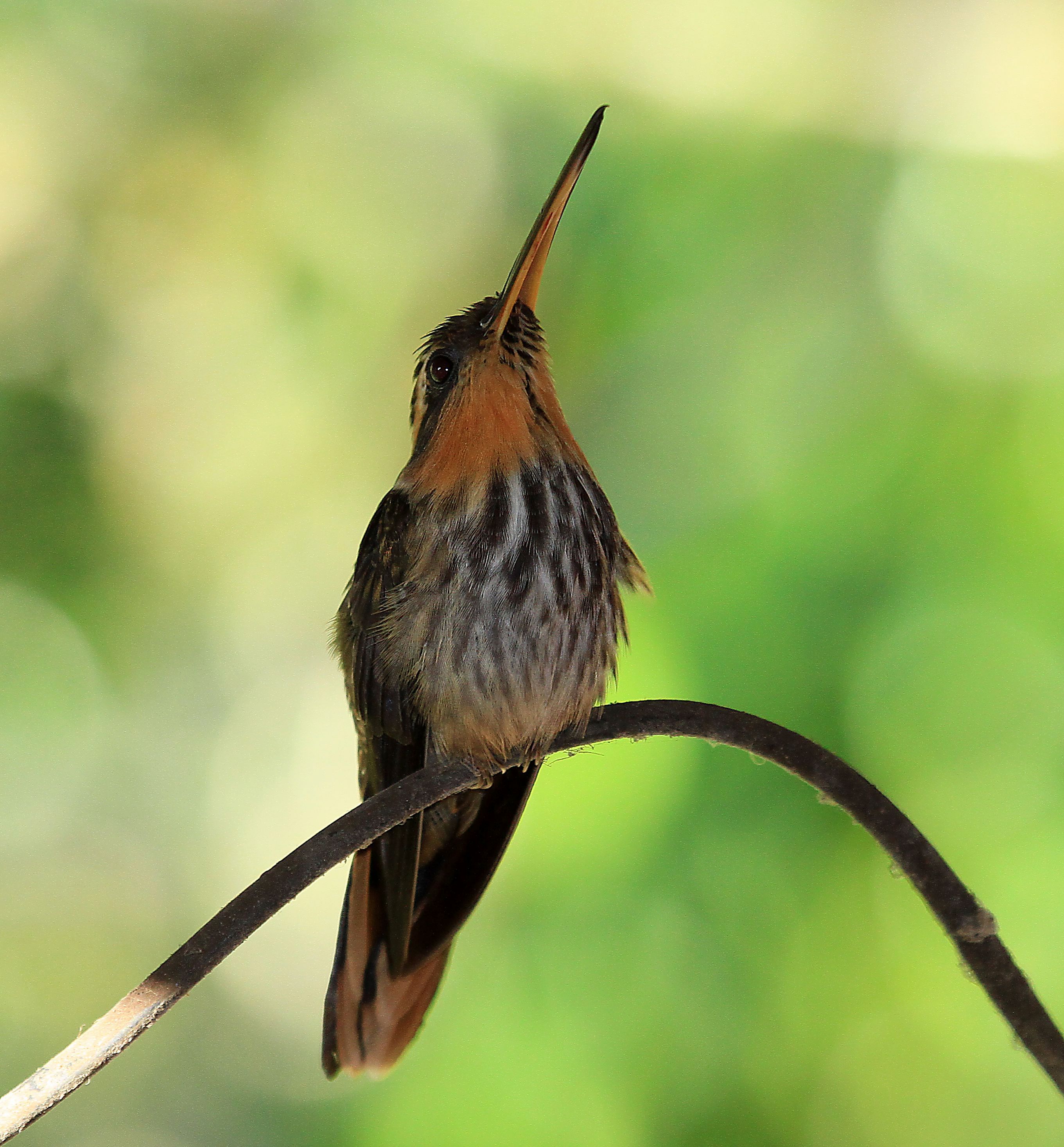 Pretty Saw-billed hermit