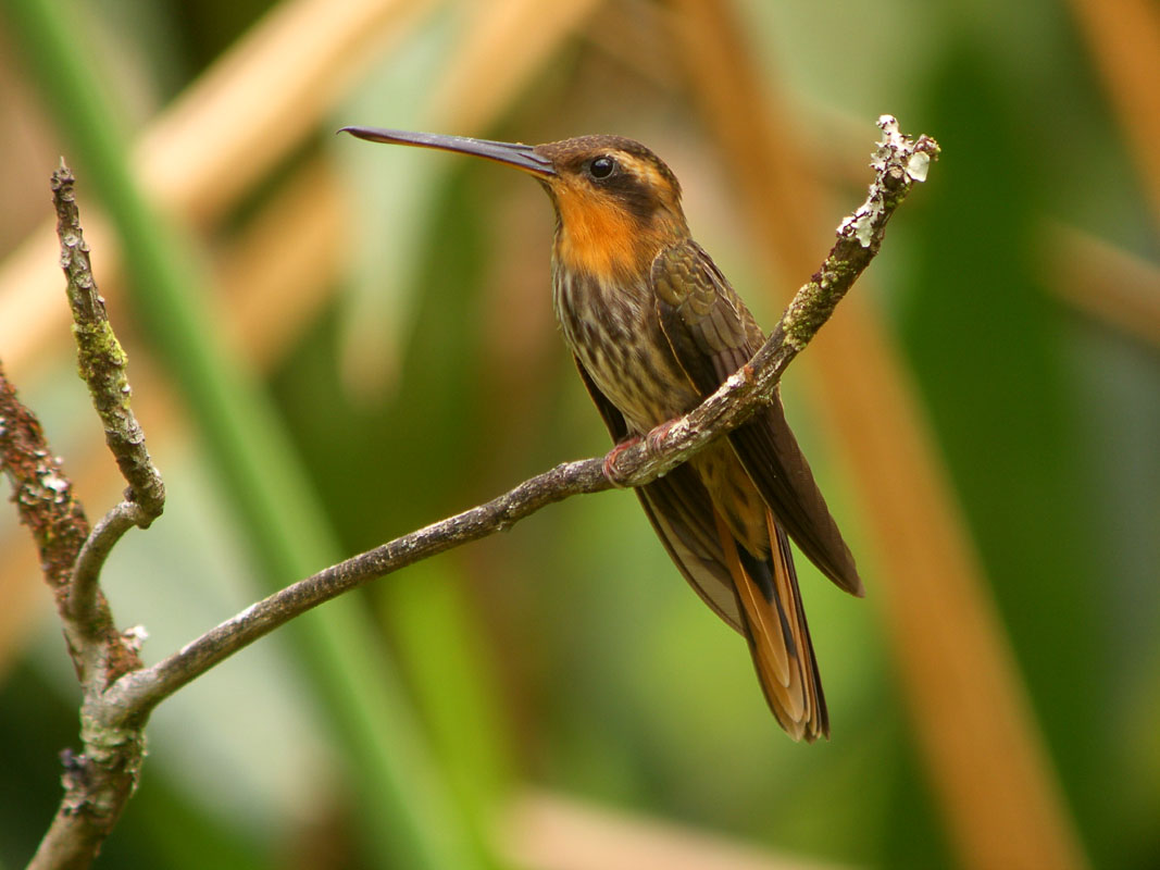 Pretty Saw-billed hermit