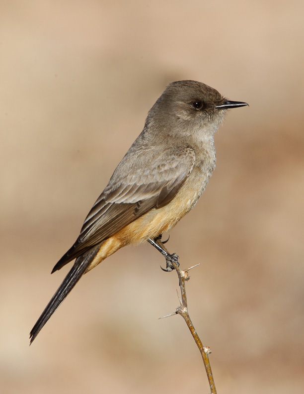 Say’s phoebe