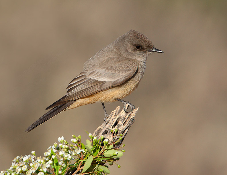 Pretty Say’s phoebe