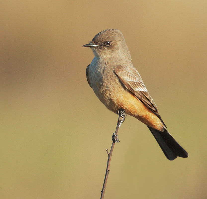 Pretty Say’s phoebe