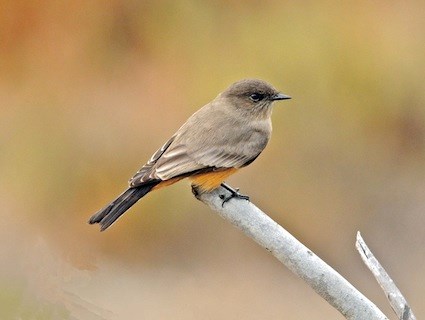 Pretty Say’s phoebe