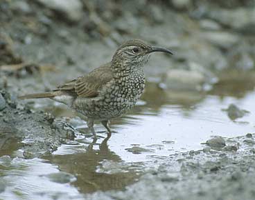 Scale-throated earthcreeper