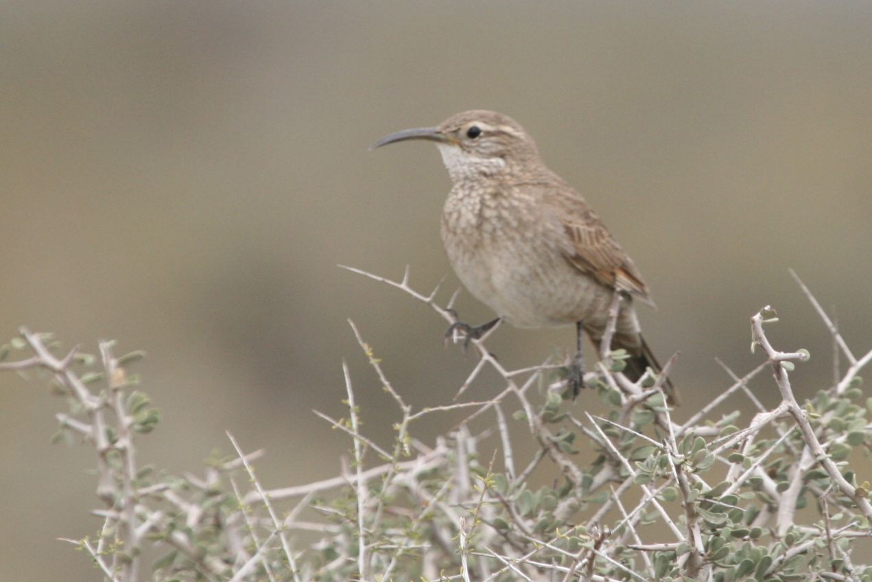 Pretty Scale-throated earthcreeper