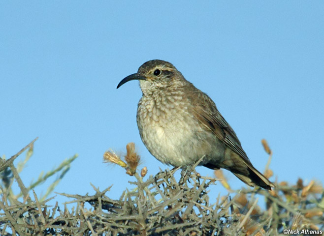 Pretty Scale-throated earthcreeper