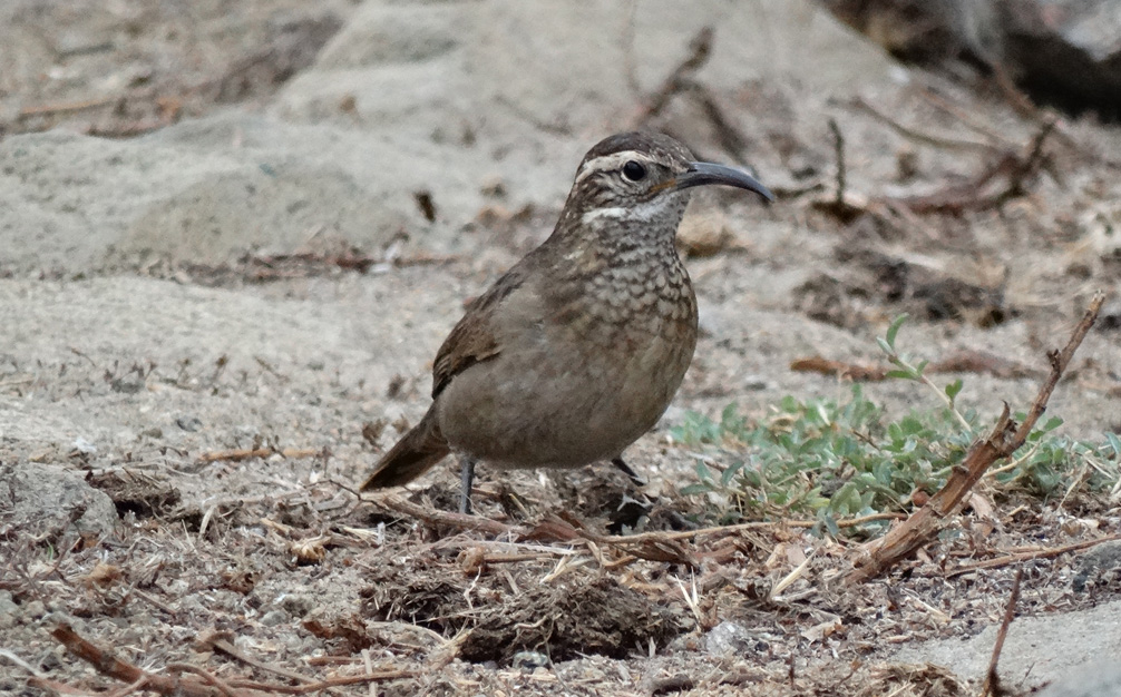 Pretty Scale-throated earthcreeper