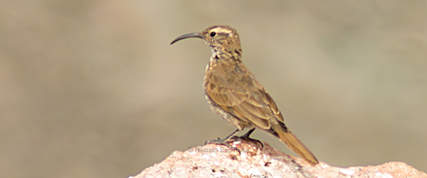 Pretty Scale-throated earthcreeper