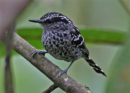Scaled antbird