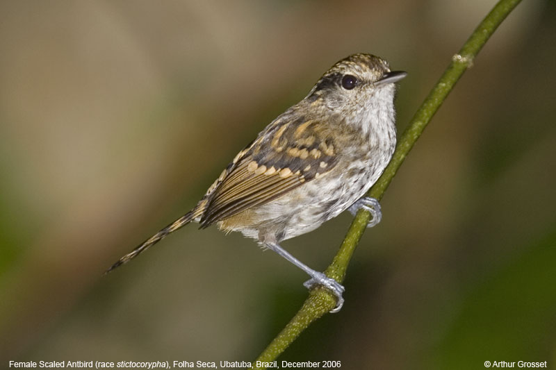 Pretty Scaled antbird