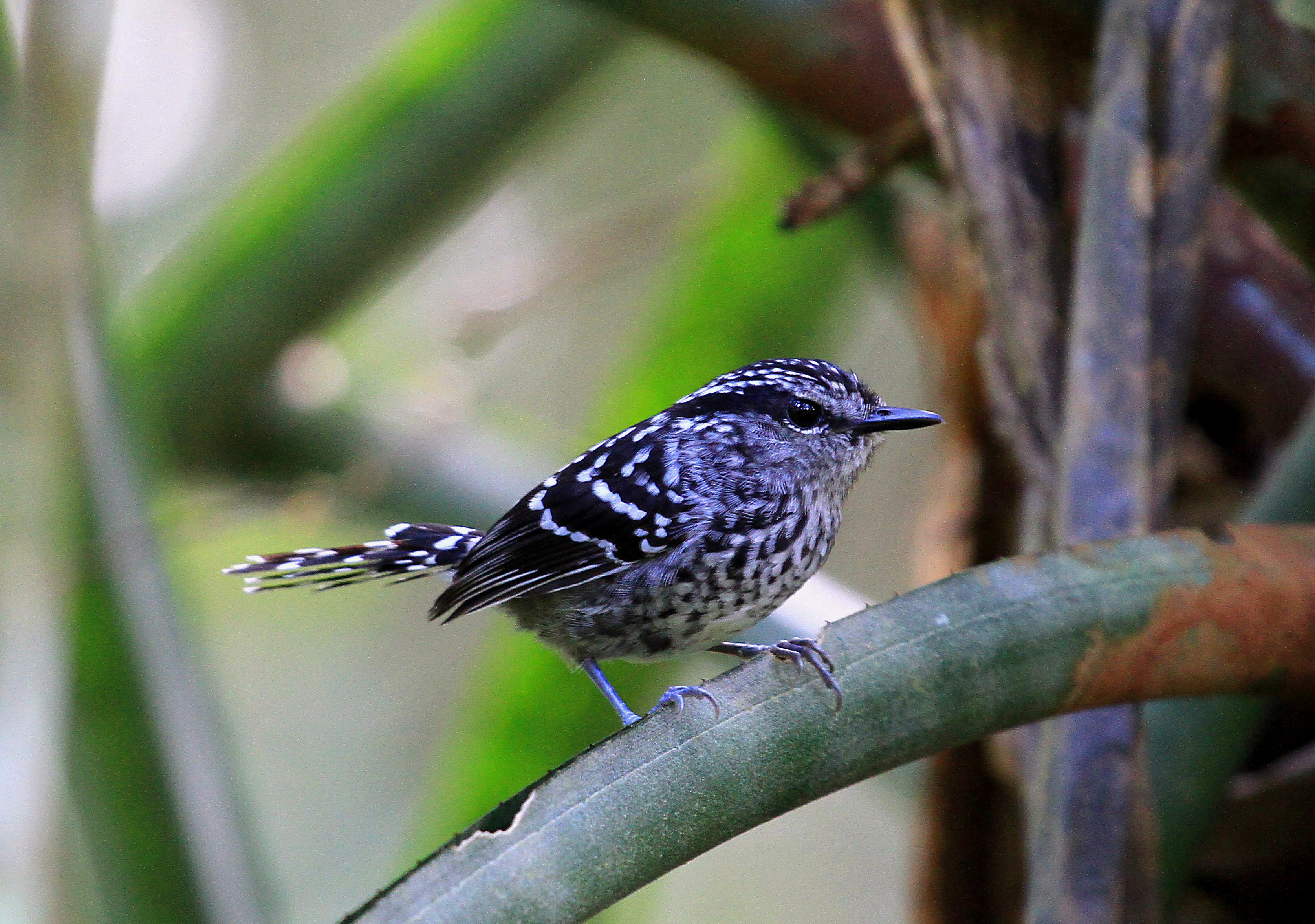 Pretty Scaled antbird